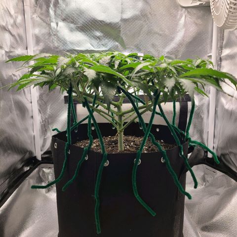Aurora Indica growlog photo: Major defoliation to prep for flowering. Canopy remains lush with little soil showing. Largest fan leaves as big as my hand!
