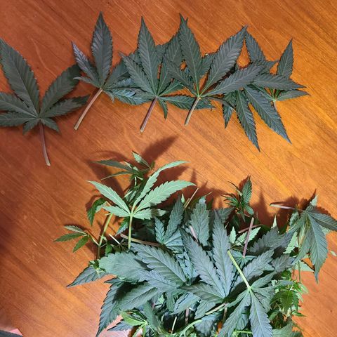 Aurora Indica growlog photo: Major defoliation to prep for flowering. Canopy remains lush with little soil showing. Largest fan leaves as big as my hand!