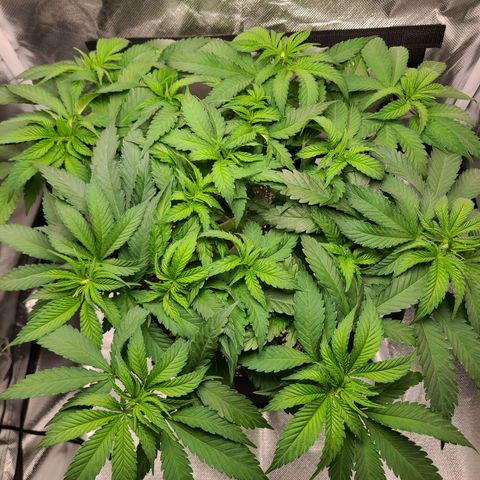 Aurora Indica growlog photo: Major defoliation to prep for flowering. Canopy remains lush with little soil showing. Largest fan leaves as big as my hand!