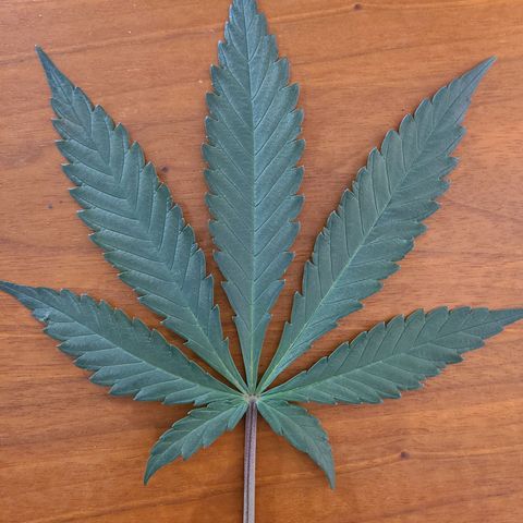 Aurora Indica growlog photo: Major defoliation to prep for flowering. Canopy remains lush with little soil showing. Largest fan leaves as big as my hand!