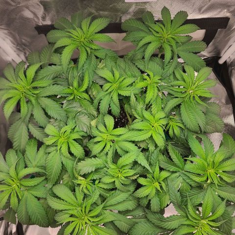 Aurora Indica growlog photo: 18 tops taking shape. A couple more could catch up but will likely get chopped when i flip in 2 days