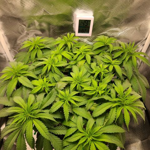 Aurora Indica growlog timeline photo