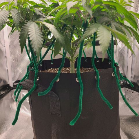 Aurora Indica growlog timeline photo