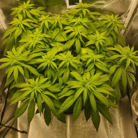 Aurora Indica growlog timeline photo