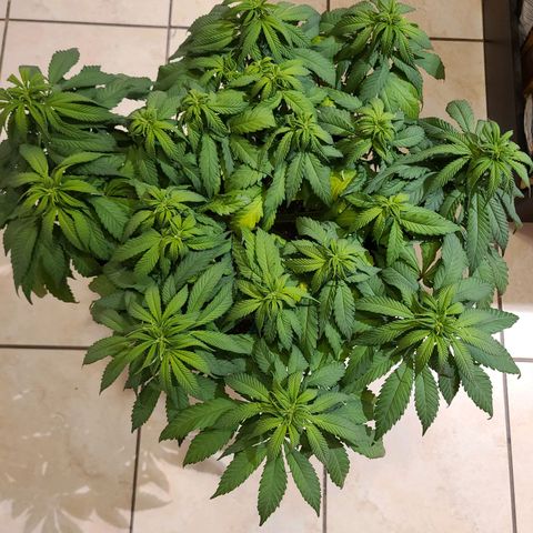Aurora Indica growlog timeline photo