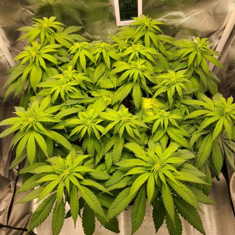 Aurora Indica growlog timeline photo