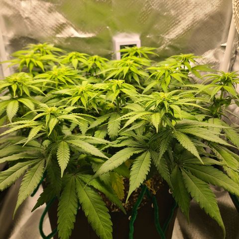 Aurora Indica growlog photo: First signs of flowering taking off
