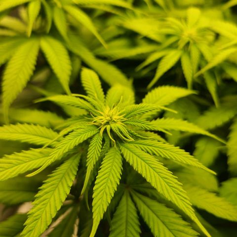 Aurora Indica growlog photo: First signs of flowering taking off