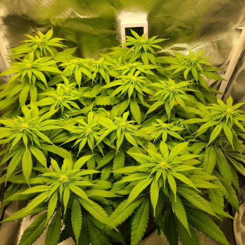 Aurora Indica growlog photo: First signs of flowering taking off