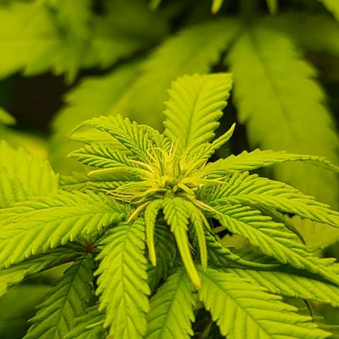 Aurora Indica growlog photo: First signs of flowering taking off
