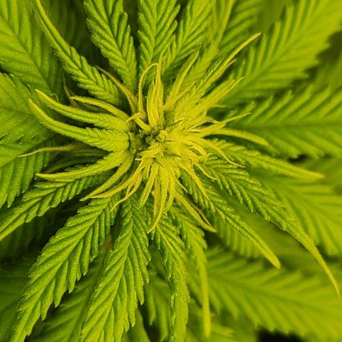 Aurora Indica growlog timeline photo