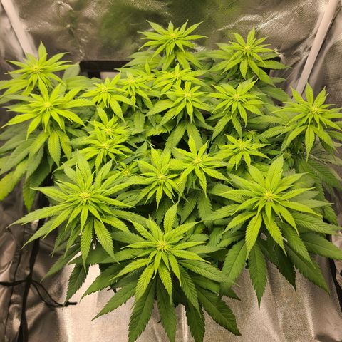 Aurora Indica growlog timeline photo