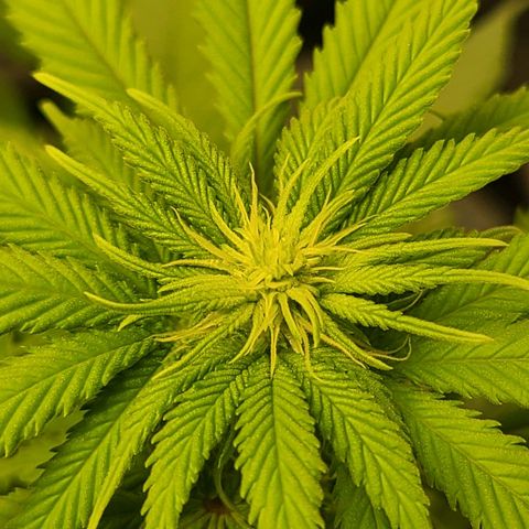 Aurora Indica growlog timeline photo