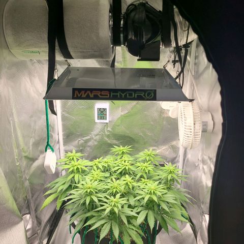 Aurora Indica growlog timeline photo