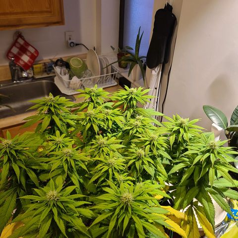 Aurora Indica growlog timeline photo