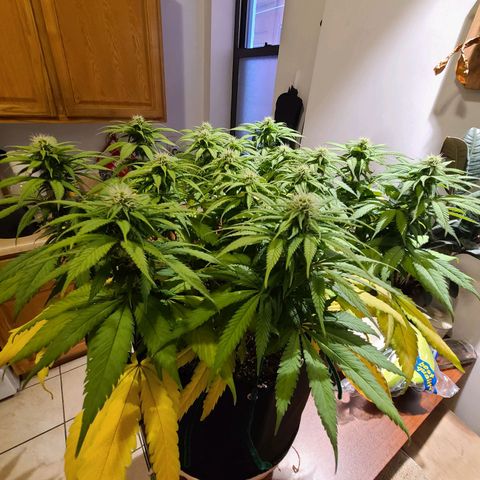Aurora Indica growlog timeline photo