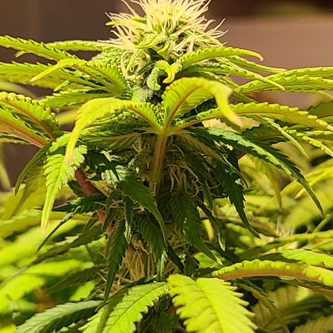 Aurora Indica growlog timeline photo