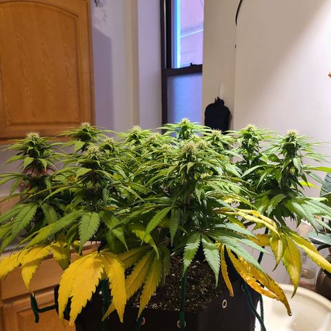 Aurora Indica growlog timeline photo
