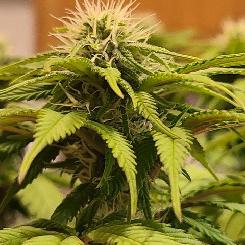 Aurora Indica growlog timeline photo