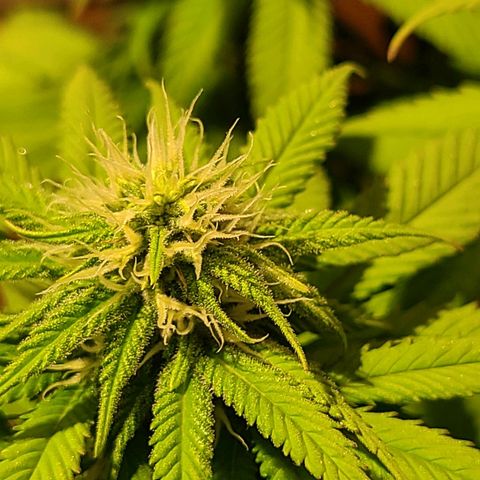 Aurora Indica growlog timeline photo