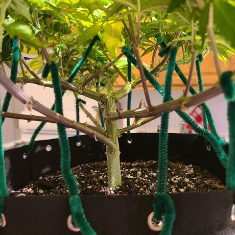 Aurora Indica growlog timeline photo