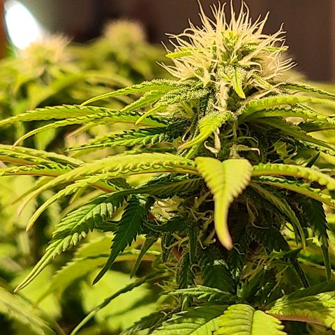 Aurora Indica growlog timeline photo