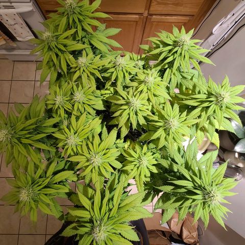Aurora Indica growlog timeline photo