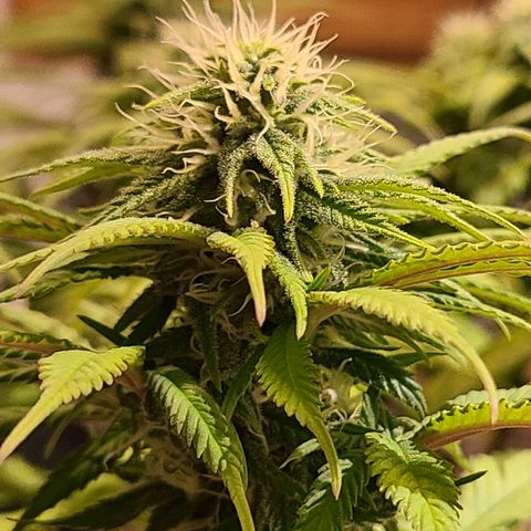 Aurora Indica growlog timeline photo