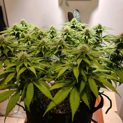 Aurora Indica growlog timeline photo