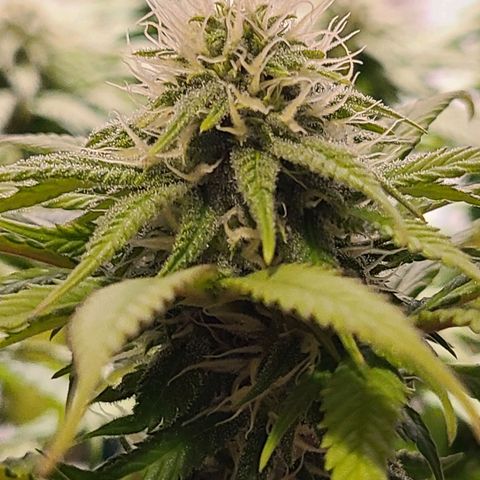 Aurora Indica growlog timeline photo