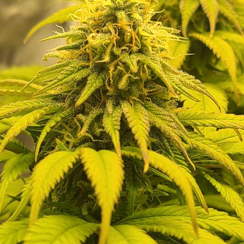 Aurora Indica growlog timeline photo