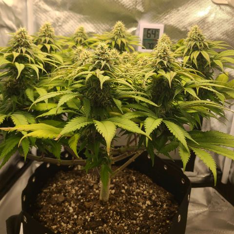 Aurora Indica growlog timeline photo