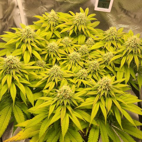Aurora Indica growlog timeline photo