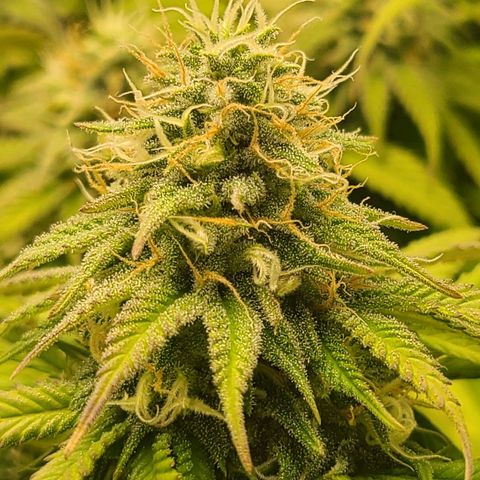 Aurora Indica growlog timeline photo