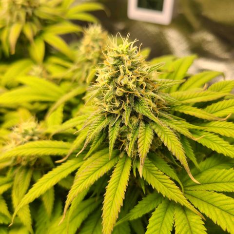 Aurora Indica growlog timeline photo
