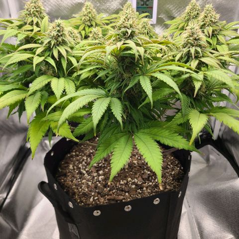 Aurora Indica growlog timeline photo