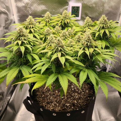 Aurora Indica growlog timeline photo