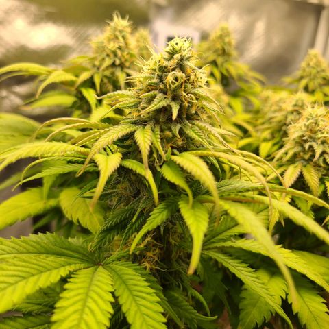 Aurora Indica growlog timeline photo