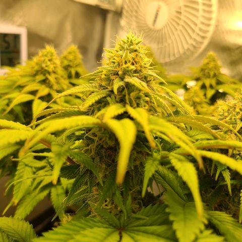 Aurora Indica growlog timeline photo