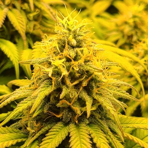 Aurora Indica growlog timeline photo
