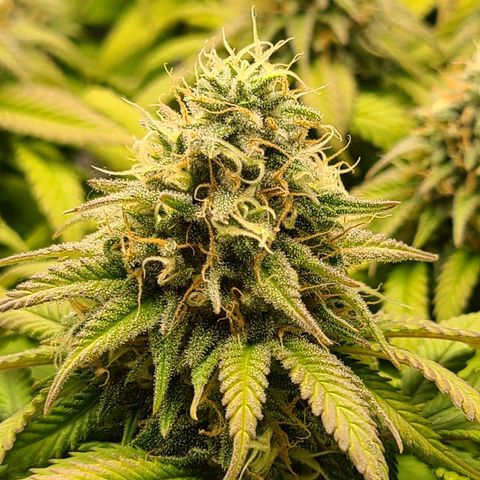 Aurora Indica growlog timeline photo