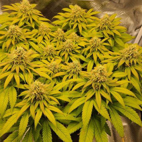 Aurora Indica growlog timeline photo