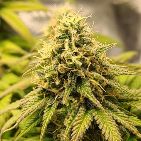 Aurora Indica growlog timeline photo