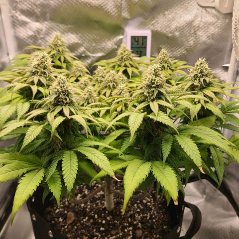 Aurora Indica growlog timeline photo