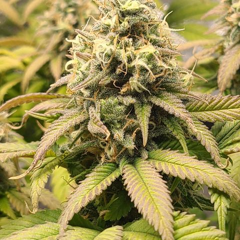 Aurora Indica growlog timeline photo