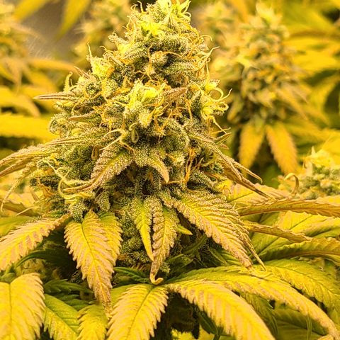 Aurora Indica growlog timeline photo