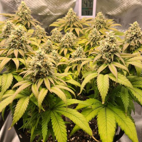 Aurora Indica growlog timeline photo
