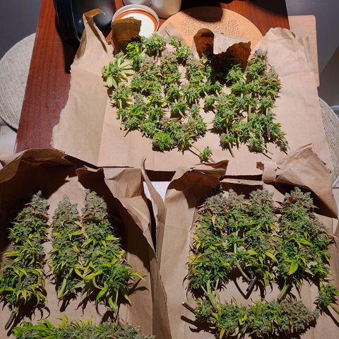Aurora Indica growlog timeline photo