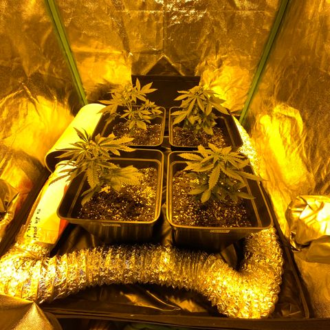 Auto Purple growlog timeline photo