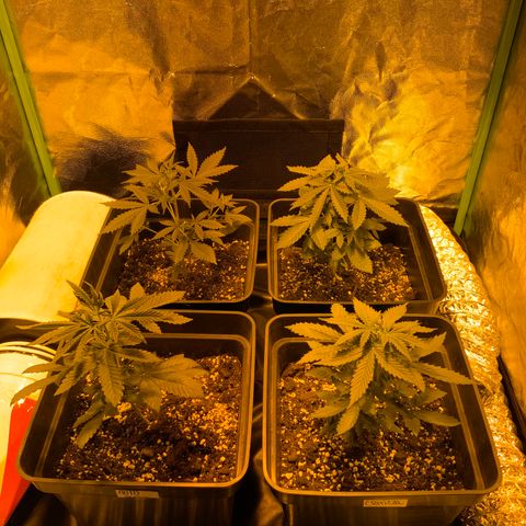 Auto Purple growlog timeline photo